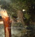 Discoglossus pictus